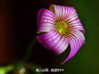 上海而萨而网络科技有限公司